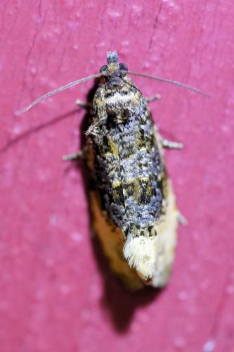 Hedya ochroleucana
